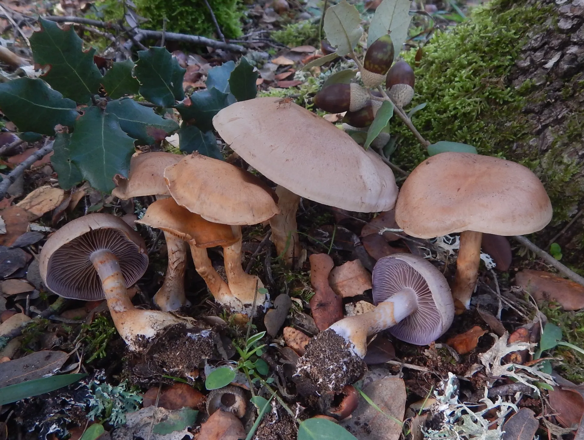 Cortinarius cingulatus, 24-11-06 (1)